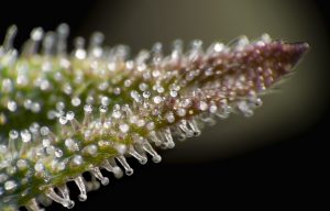 Cannabis leaf tricomes.